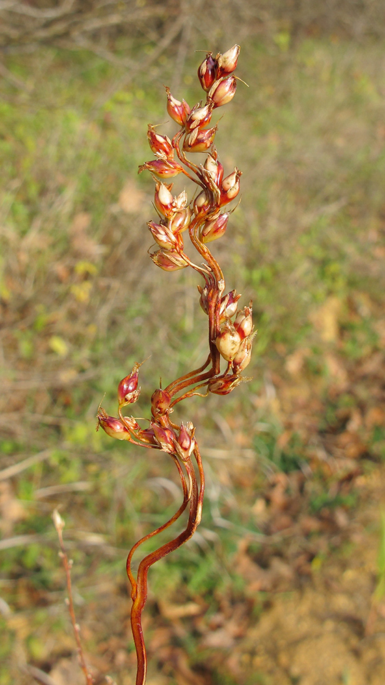 Image of Sorghum saccharatum specimen.