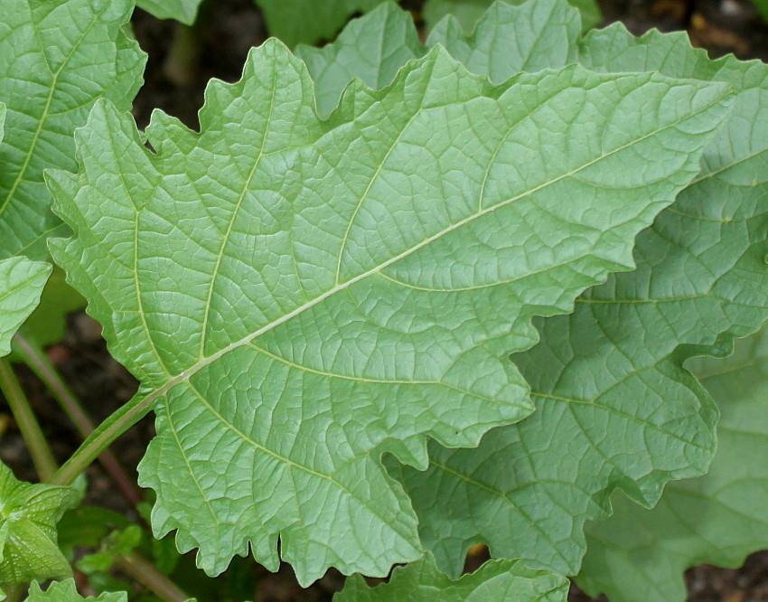 Изображение особи Nicandra physalodes.