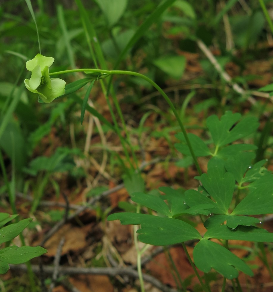 Image of genus Aquilegia specimen.