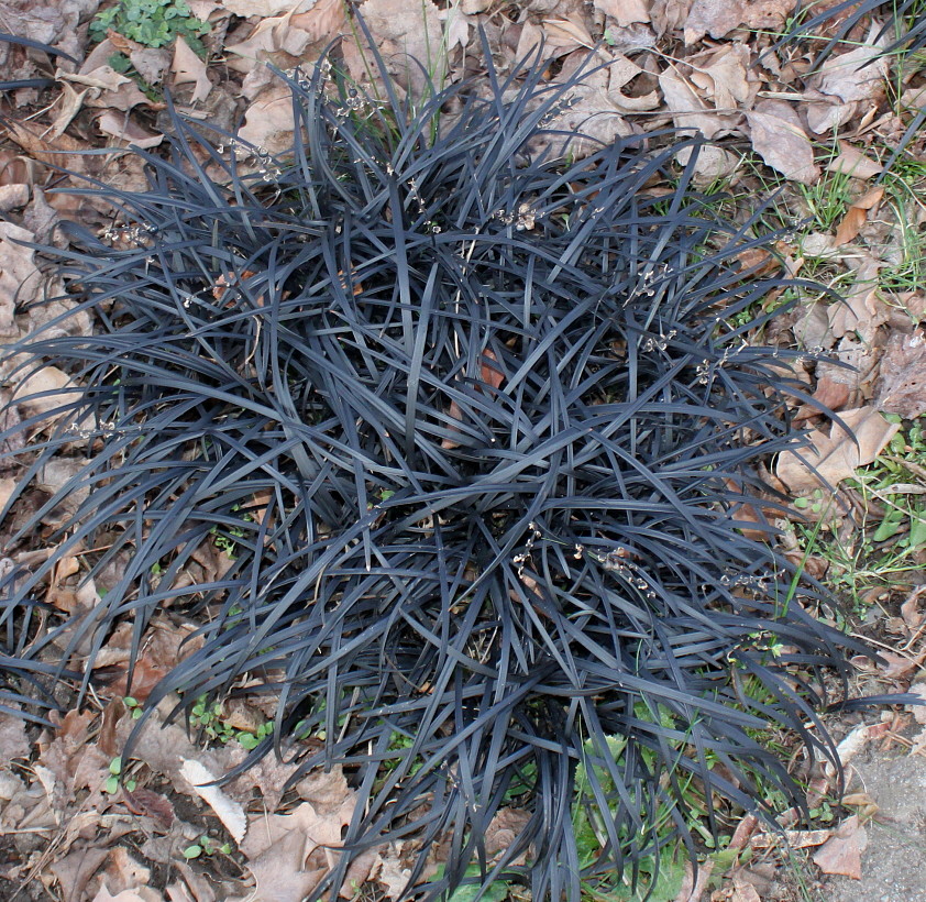 Image of Ophiopogon planiscapus specimen.