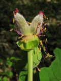 Paeonia caucasica. Завязавшийся плод. Краснодарский край, Абинский р-н, окр. станицы Шапсугская, дубово-грабовый лес. 28.04.2014.