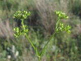 Valerianella pontica