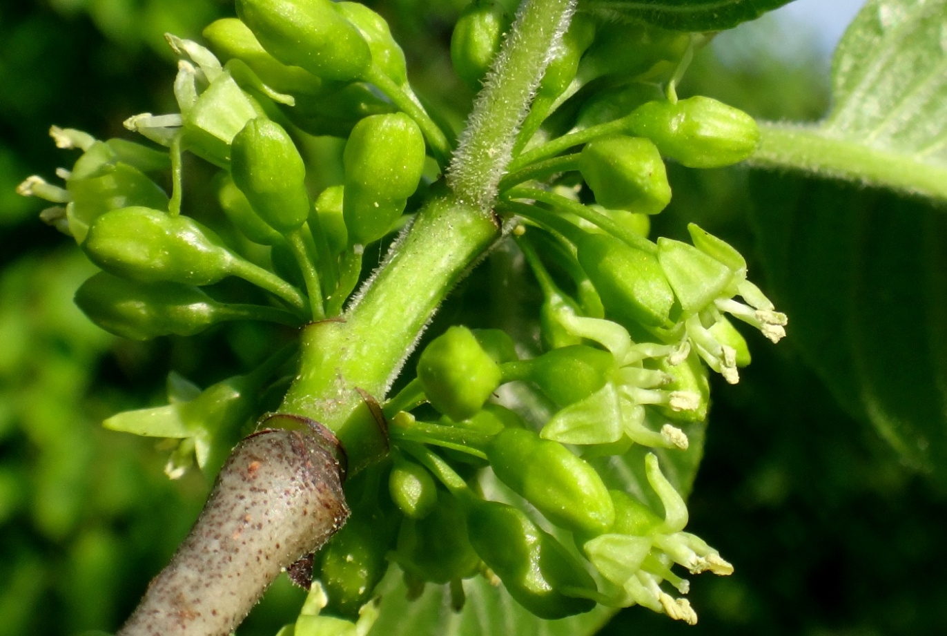 Image of Rhamnus imeretina specimen.