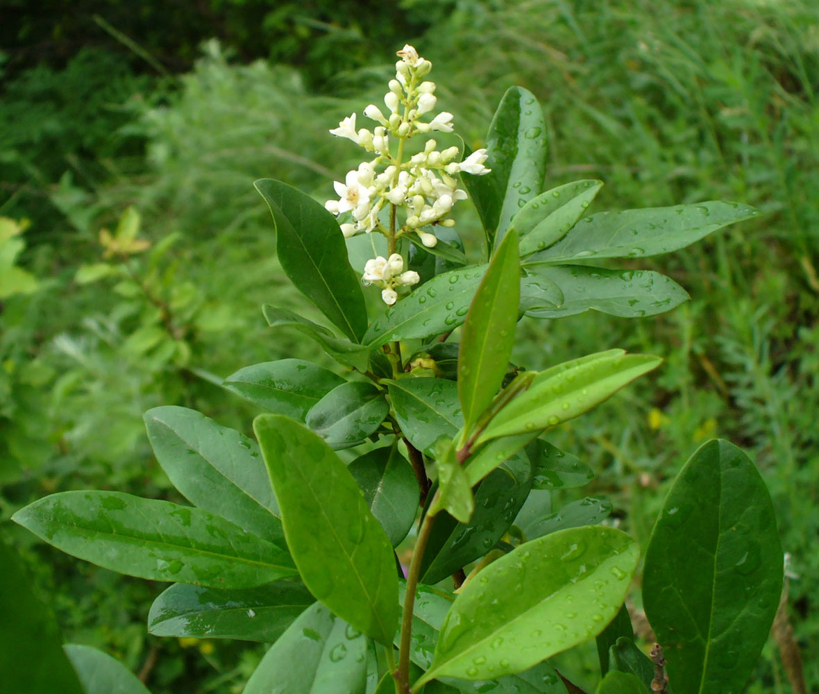 Image of Ligustrum vulgare specimen.