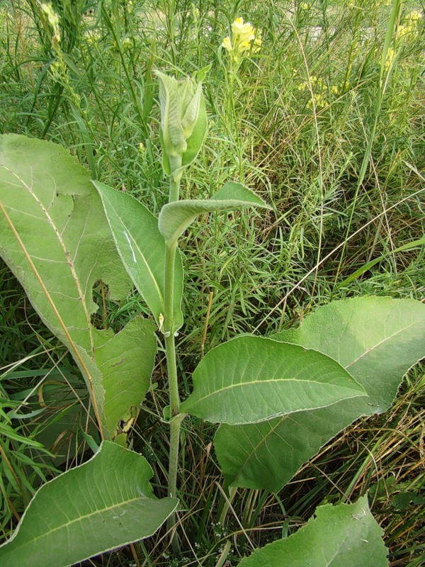 Image of Inula helenium specimen.