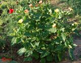 Mirabilis jalapa