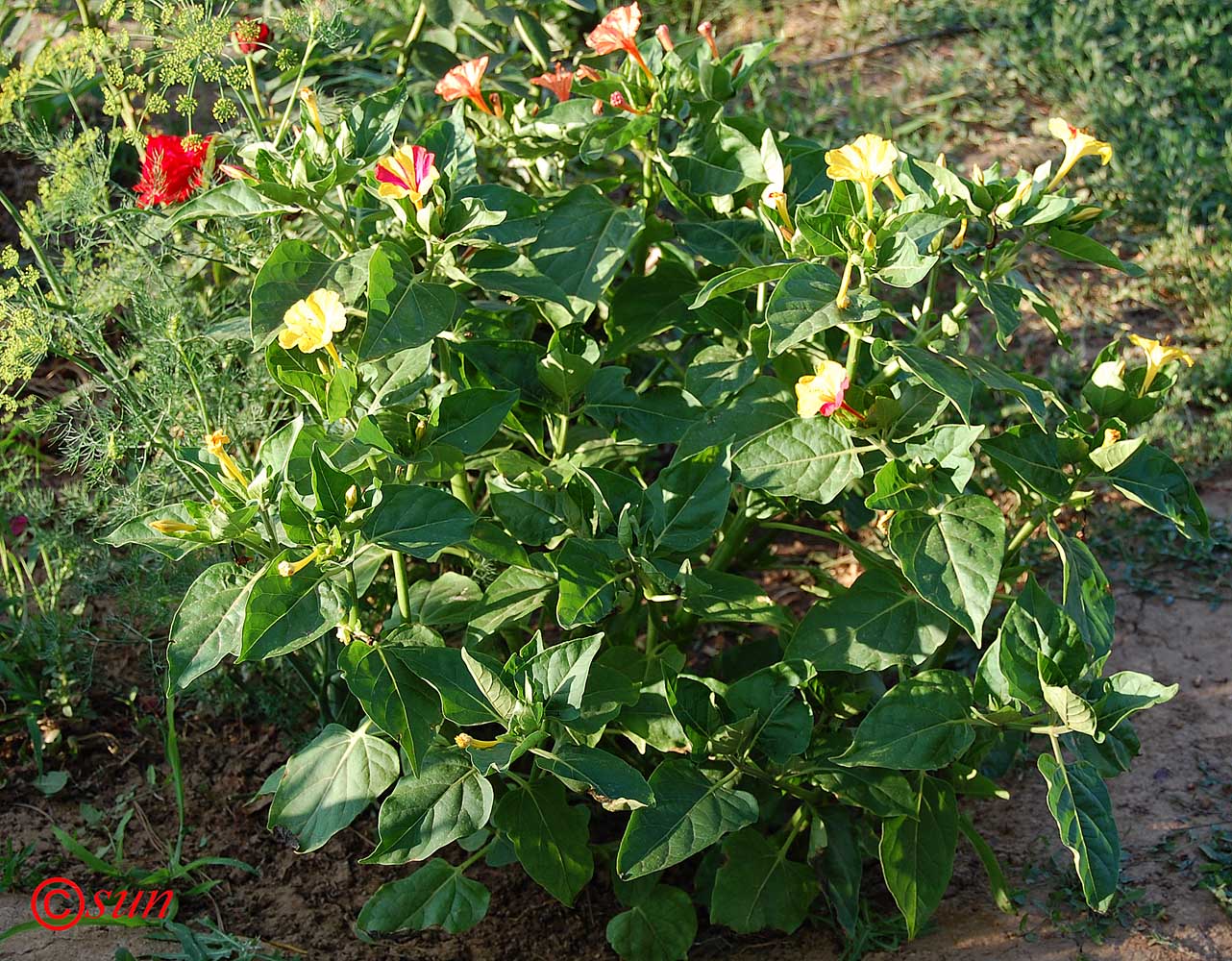 Image of Mirabilis jalapa specimen.