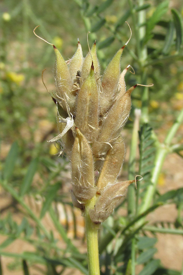 Изображение особи Astragalus borysthenicus.