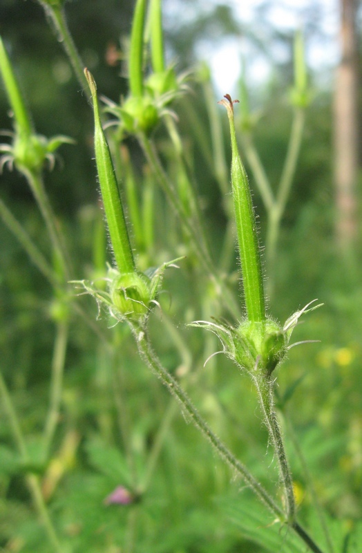 Image of Geranium sylvaticum specimen.