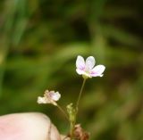 Veronica anagallis-aquatica