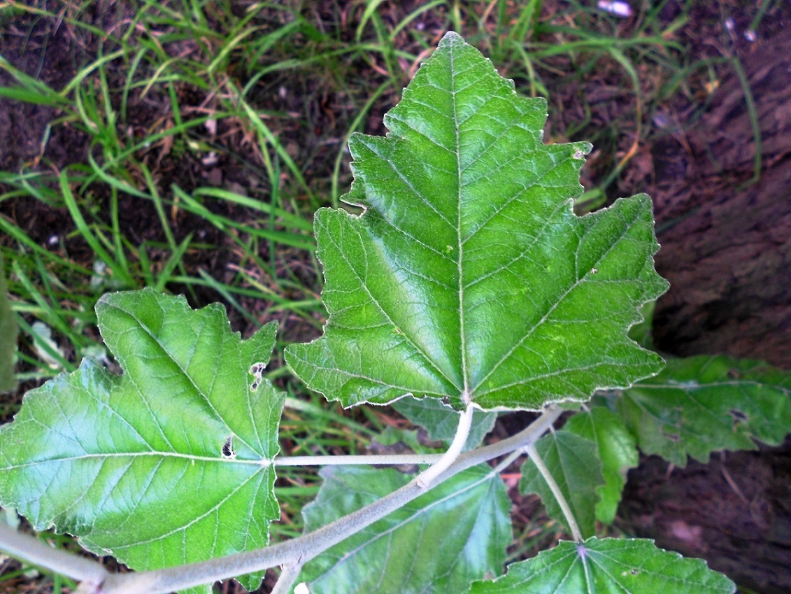 Image of Populus &times; canescens specimen.