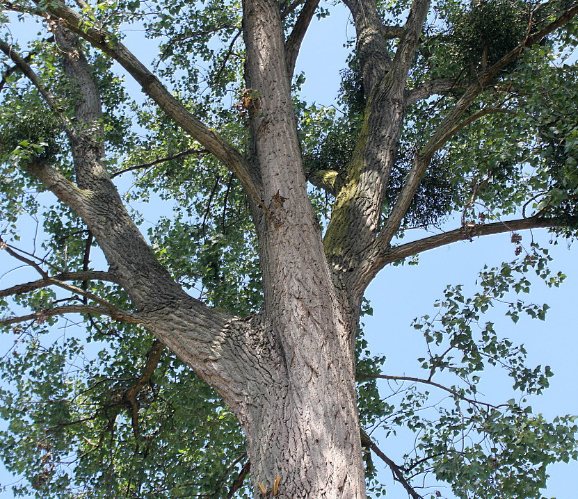 Image of Populus deltoides specimen.