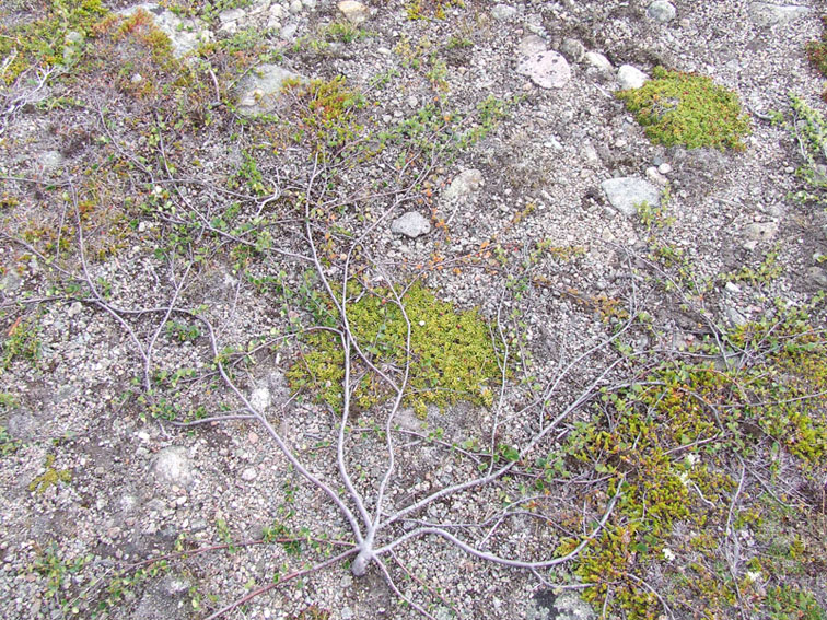 Image of Betula nana specimen.