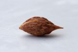 Ziziphus jujuba. Центральная часть плода, освобождённая от экзо- и мезокарпия (длина ок. 15 мм). Черногория, в культуре. 14.10.2014.