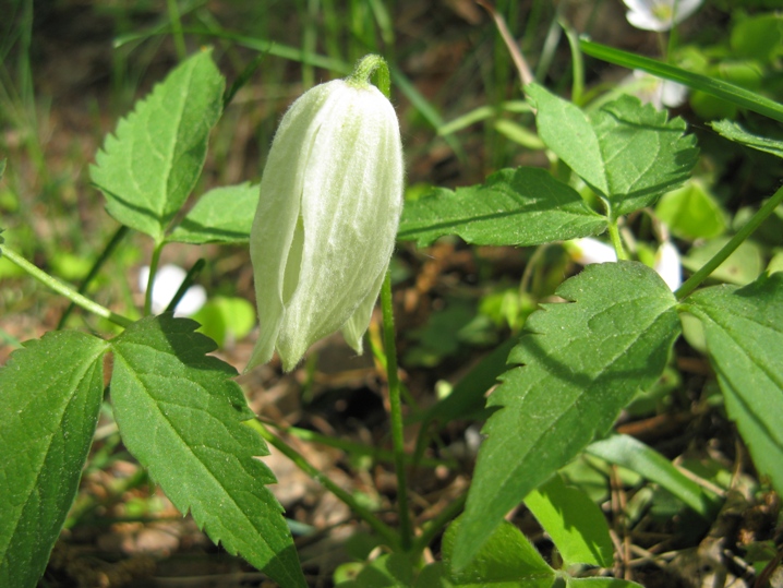 Изображение особи Atragene sibirica.