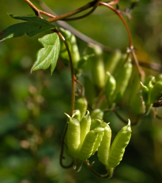 Image of Aconitum subvillosum specimen.