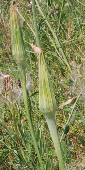 Image of Tragopogon dubius ssp. major specimen.