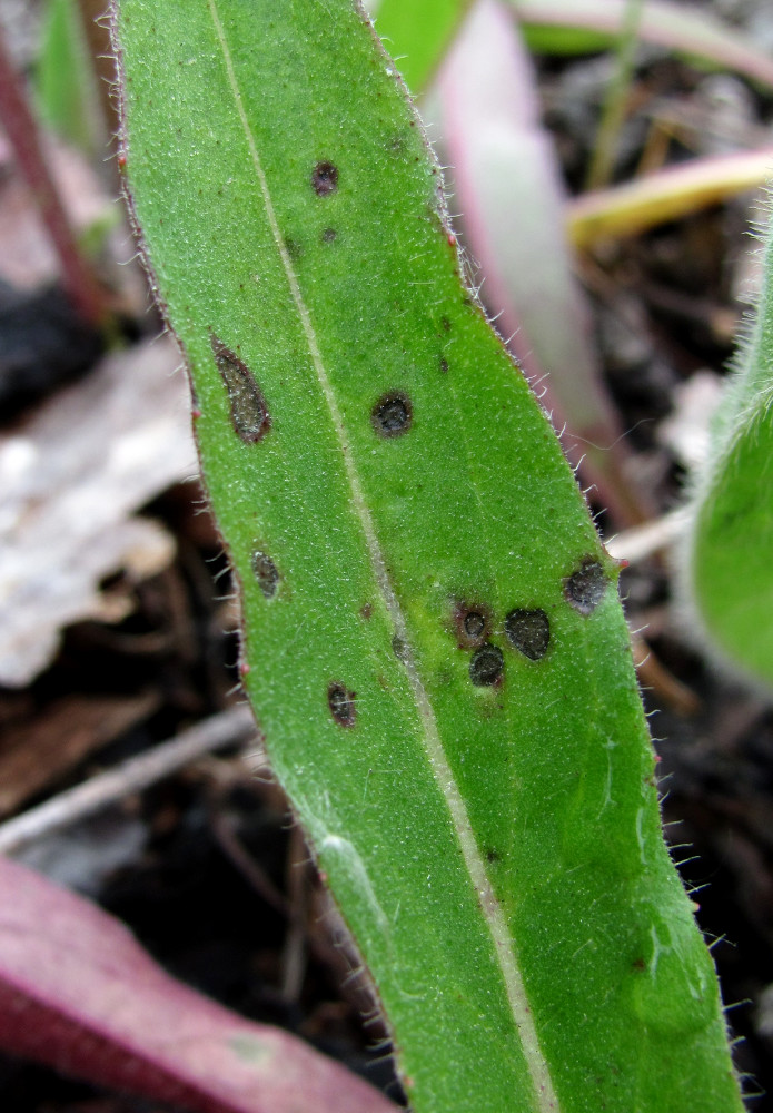 Image of Pilosella caespitosa specimen.