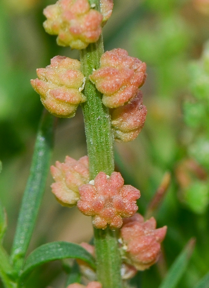 Изображение особи Oligomeris linifolia.