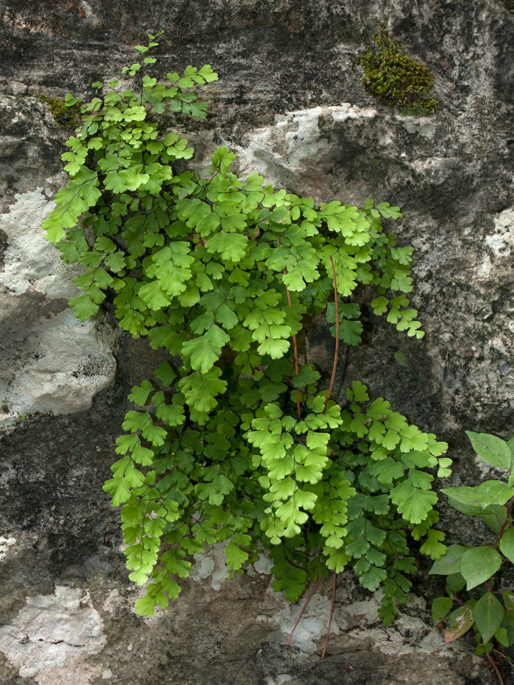 Изображение особи Adiantum capillus-veneris.