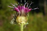 Arctium tomentosum. Соцветие-корзинка в продольном разрезе. Новгородская обл., Боровичский р-н, восточнее дер. Селино, луг рядом с опушкой леса. 25.07.2015.