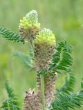 Astragalus alopecurus