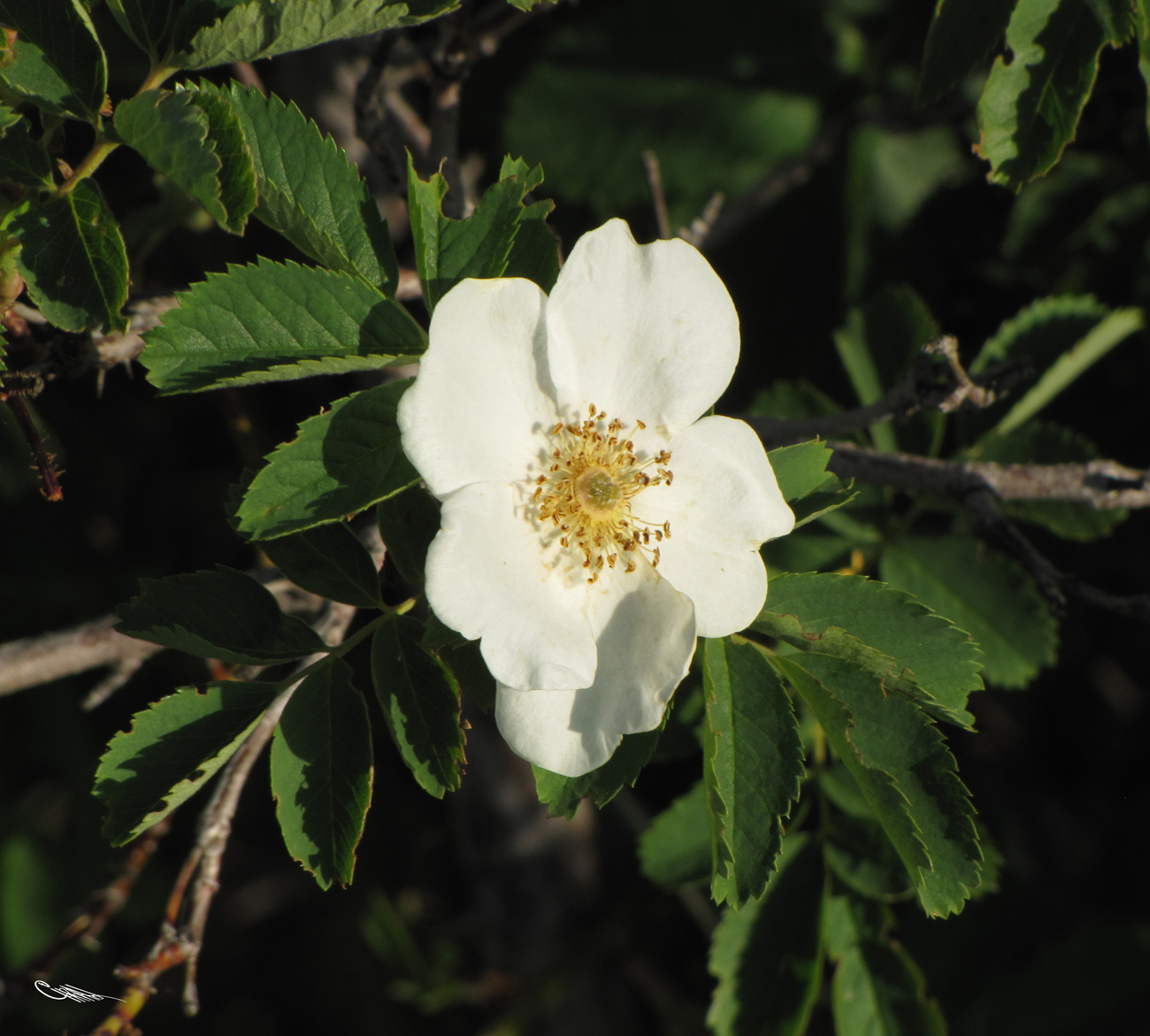 Image of Rosa laxa specimen.