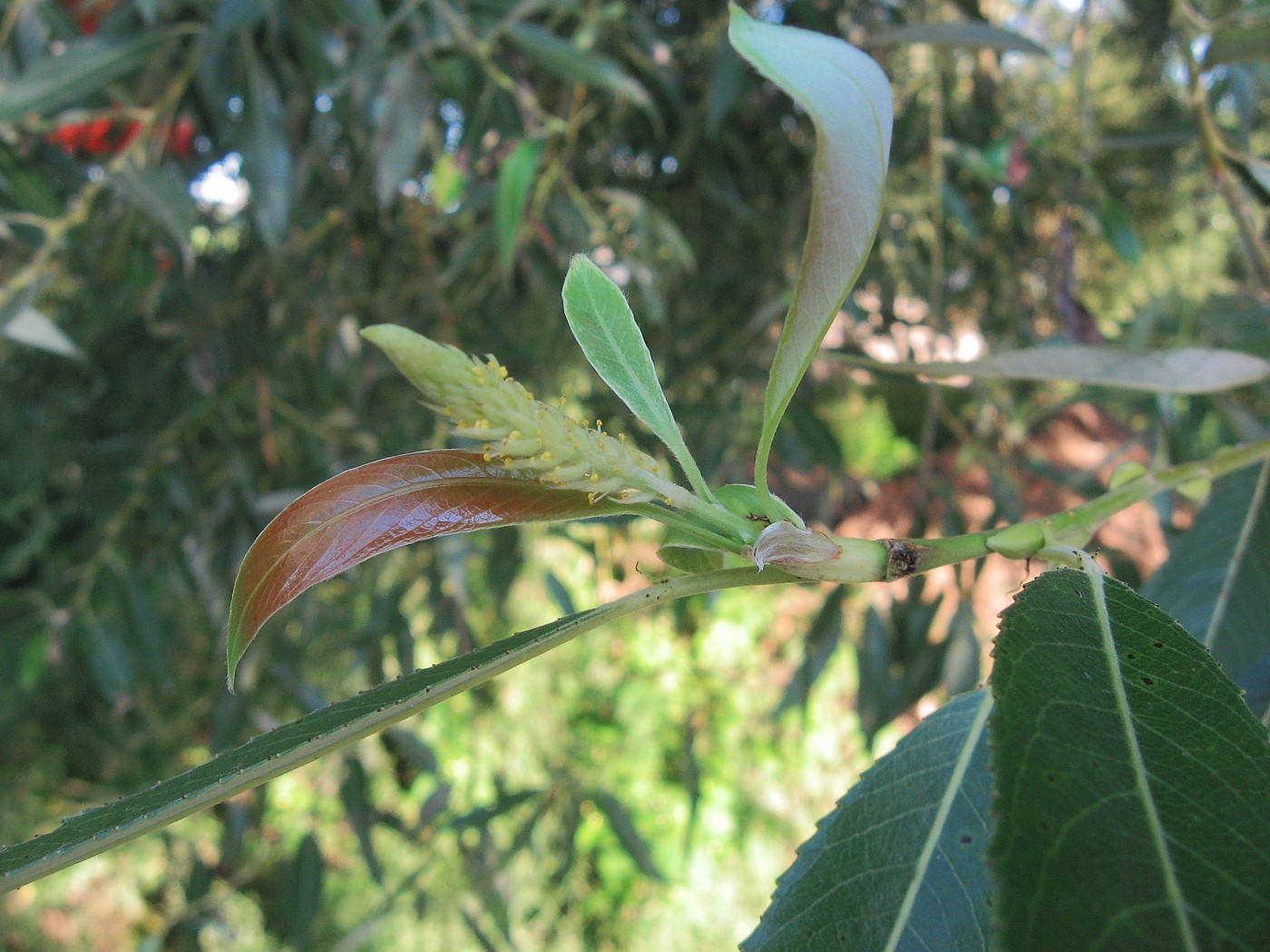 Image of Salix euxina specimen.