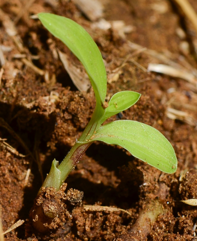 Изображение особи Commelina erecta.