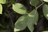 Euonymus latifolius. Листья. Крым, Бахчисарайский р-н, окр. бывшего с. Подлесное, лиственный лес. 08.06.2014.