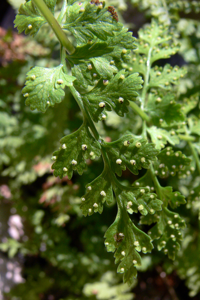 Изображение особи Cystopteris fragilis.