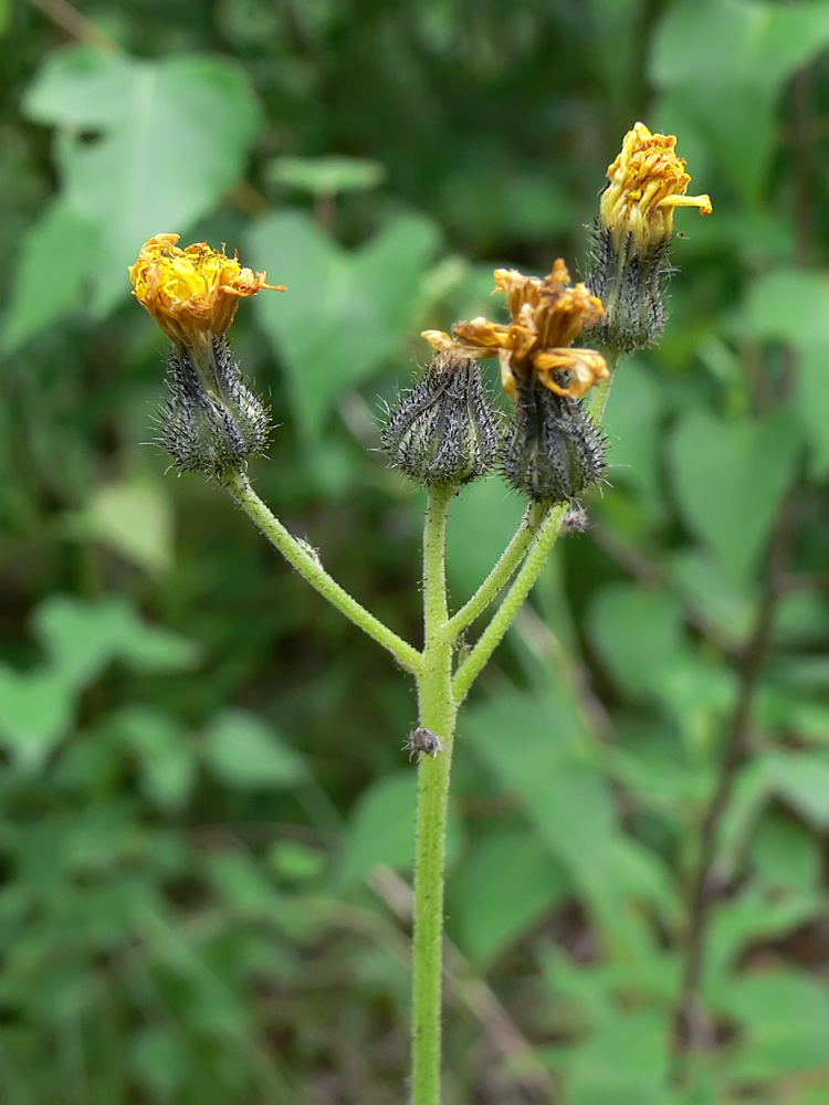 Image of Pilosella onegensis specimen.