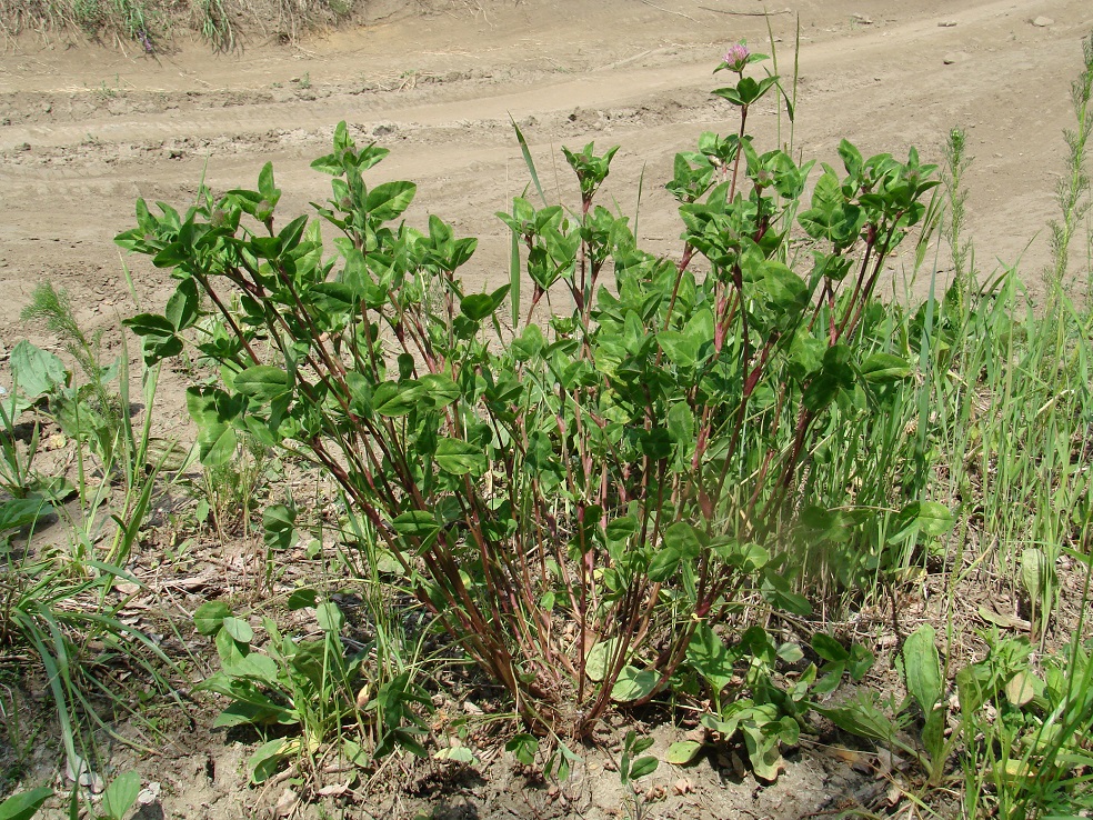 Image of Trifolium pratense specimen.