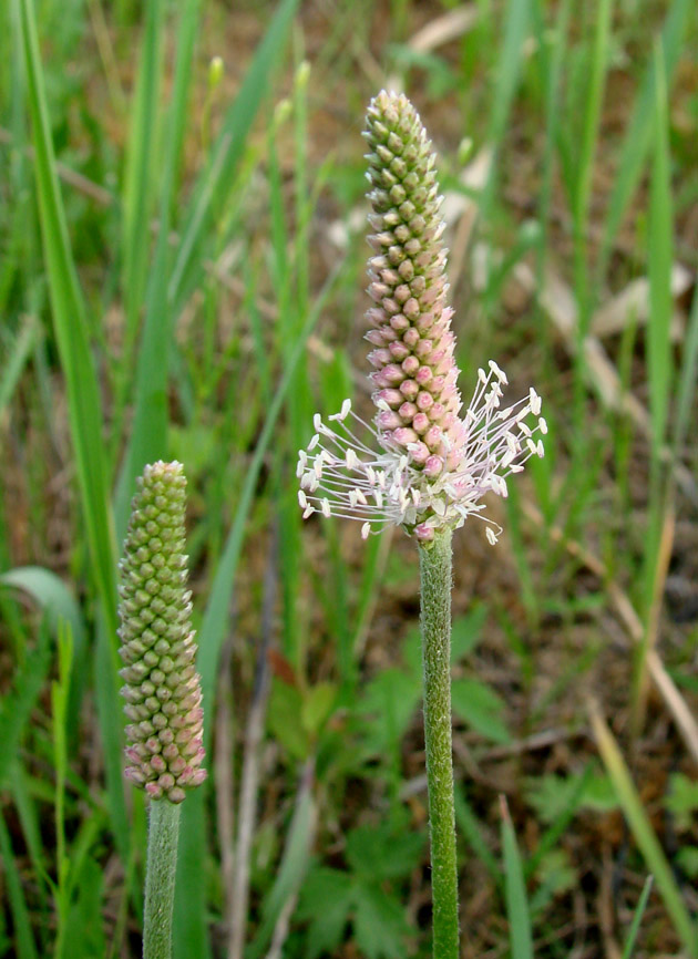 Image of Plantago media specimen.