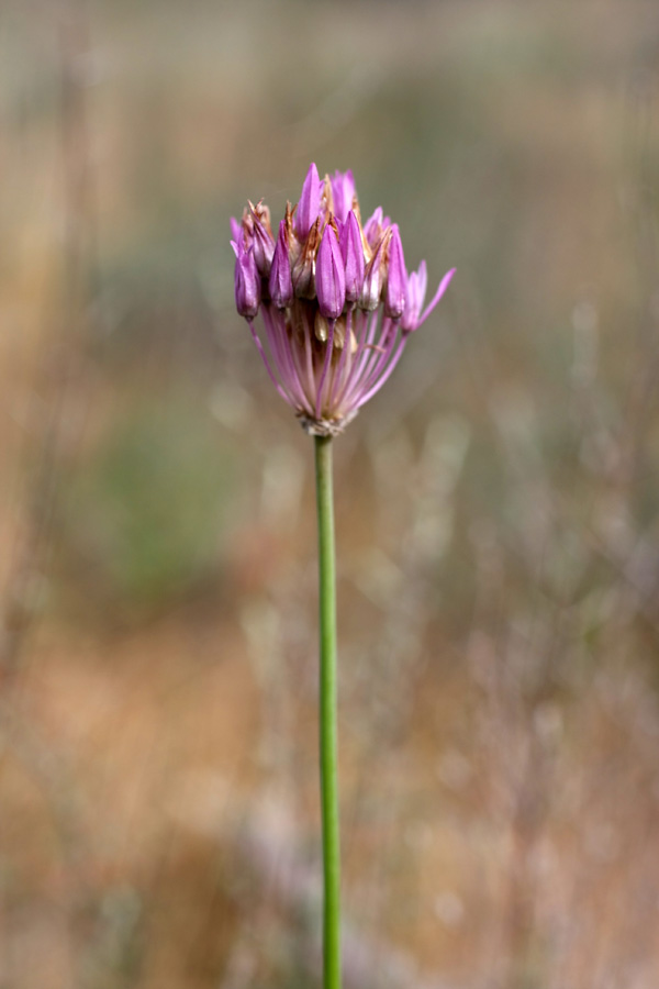 Image of genus Allium specimen.