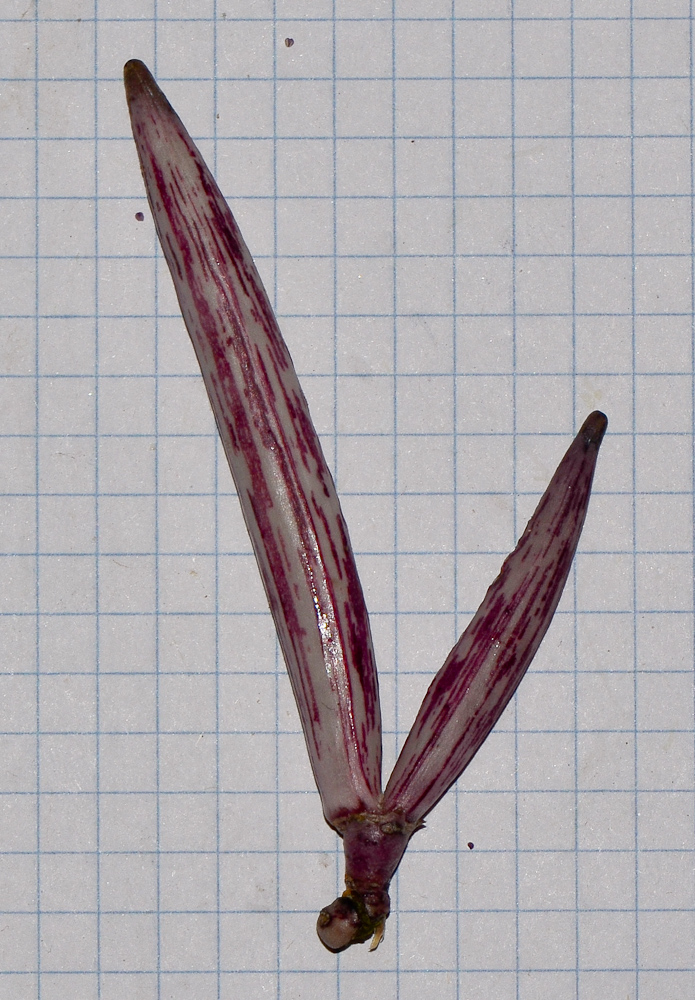 Image of Caralluma europaea specimen.