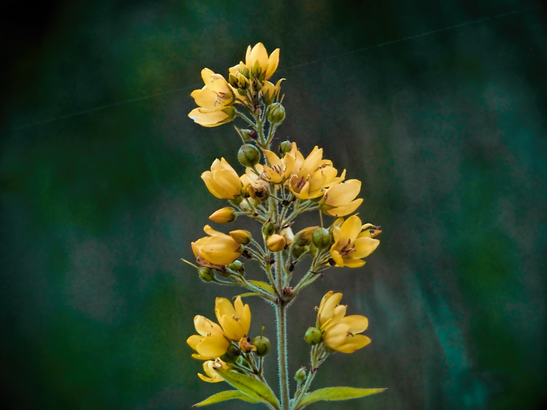 Image of Lysimachia vulgaris specimen.