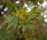 Acer platanoides