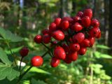 Actaea erythrocarpa. Соплодие с вызревшими плодами. Свердловская обл., окр. г. Североуральск, сосняк с елью. 03.08.2009.