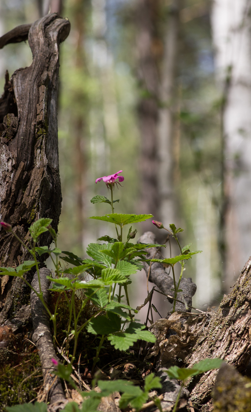 Image of Rubus arcticus specimen.