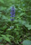 Ajuga reptans. Цветущее растение. Пермский край, г. Пермь, Кировский р-н, опушка соснового бора. 28.05.2016.