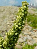 Rumex crispus