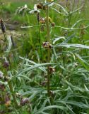 Artemisia tilesii