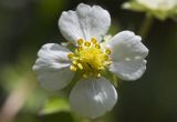 Fragaria vesca