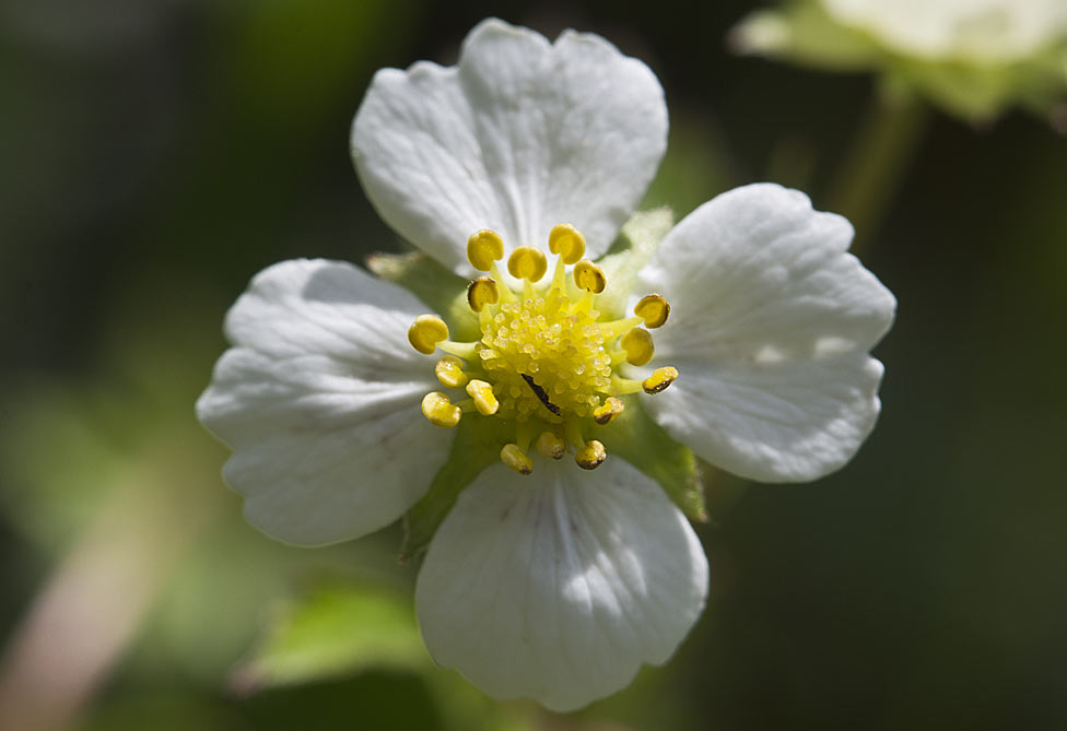 Image of Fragaria vesca specimen.