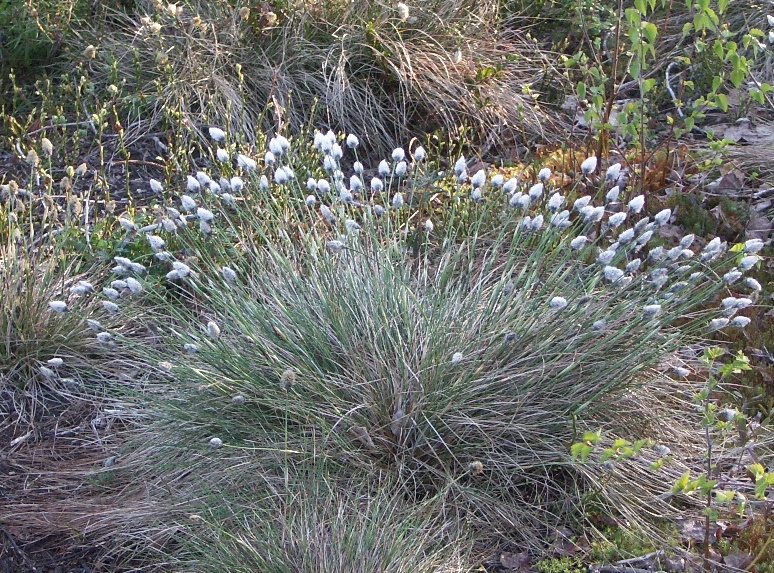 Image of Eriophorum vaginatum specimen.