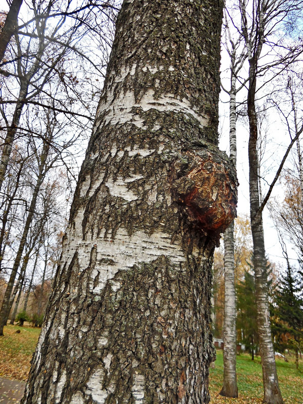 Image of Betula pendula specimen.