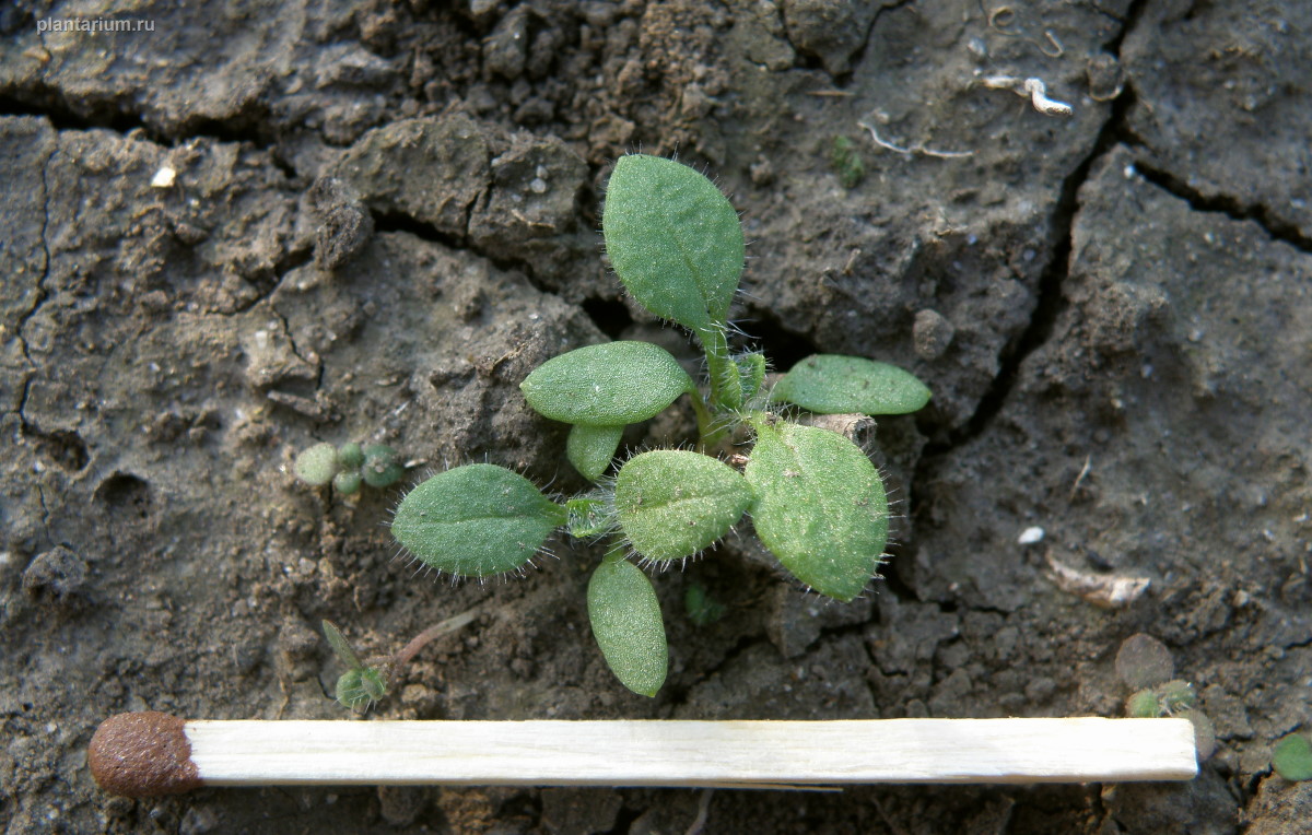 Image of Cerastium nemorale specimen.