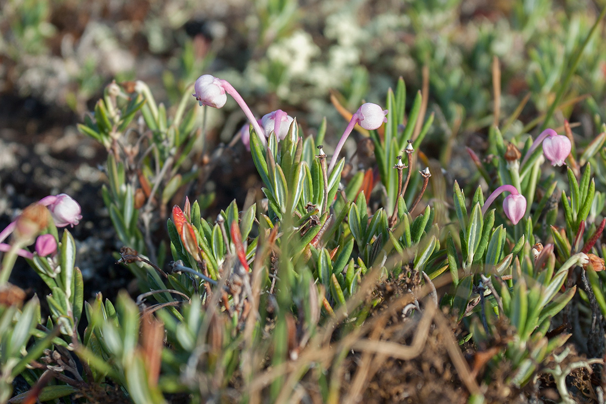 Image of Andromeda polifolia specimen.