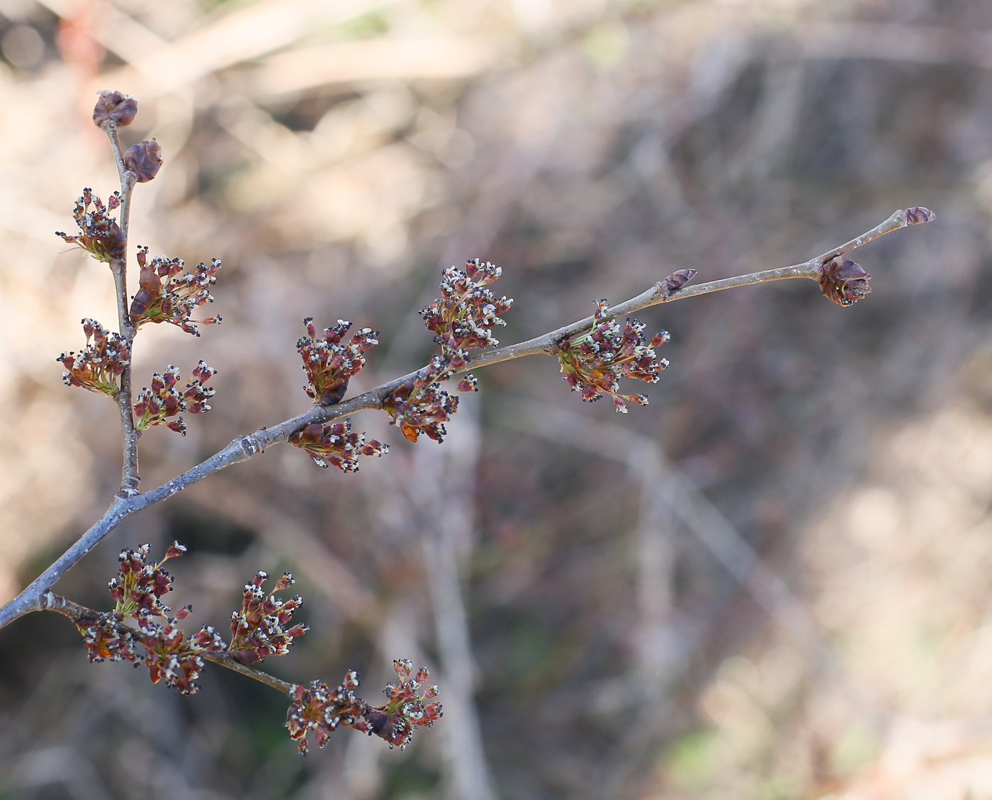 Изображение особи Ulmus laevis.